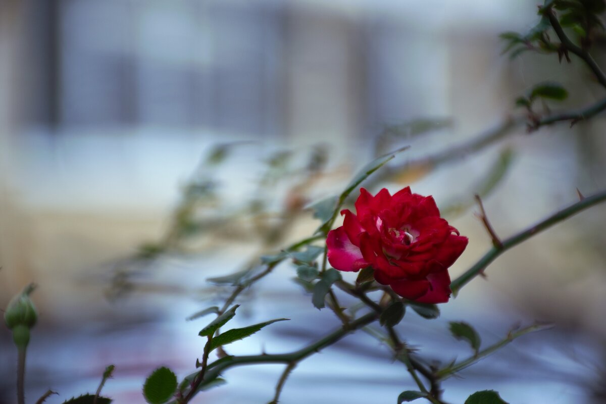 Розочка. - Юрий Полторыхин. Розочка. - Юрий Полторыхин.