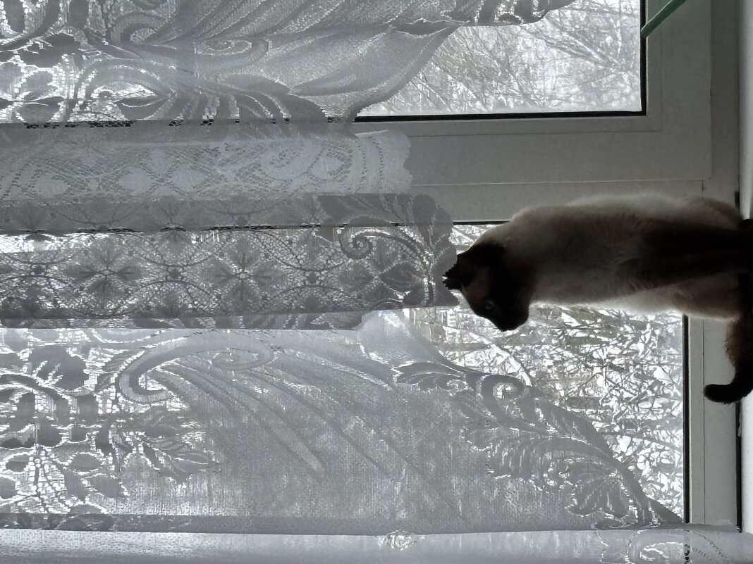 Кот - Ольга Савельева 