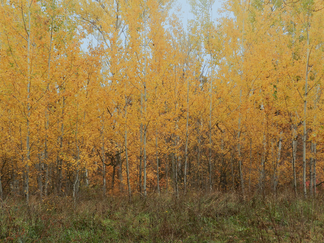 осинки как апельсинки - Лера осинки как апельсинки - Лера