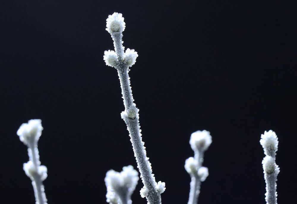 На контрасте... - Галина Ильясова