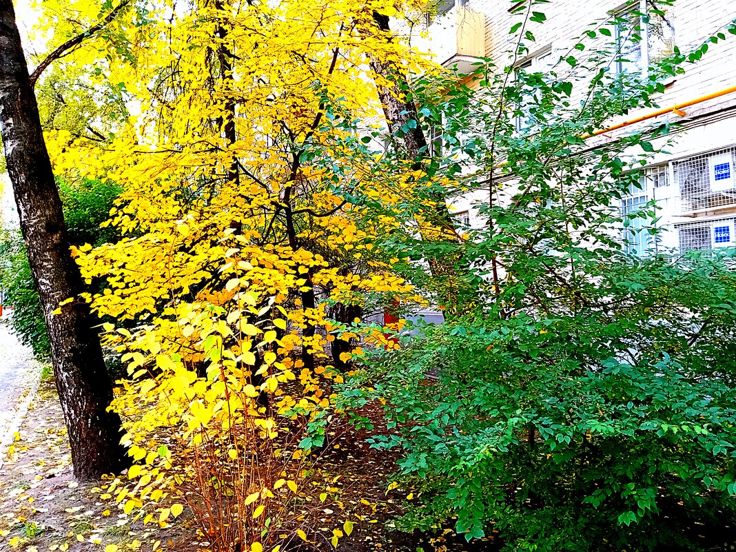 Осень. - Владимир Драгунский