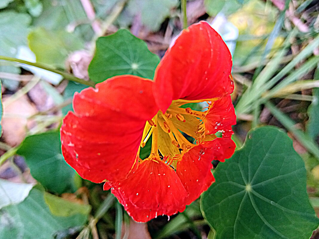 Цветы. - Владимир Драгунский