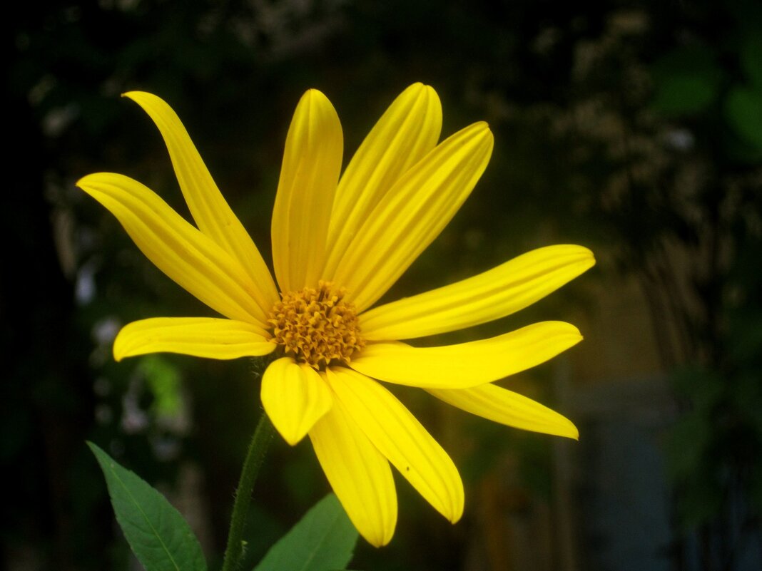 Солнечный - Елена Семигина