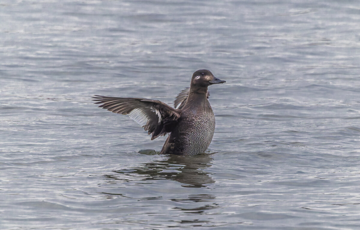 турпан. - юрий макаров