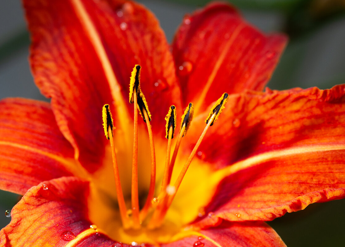 Лилейник - Олег Загорулько