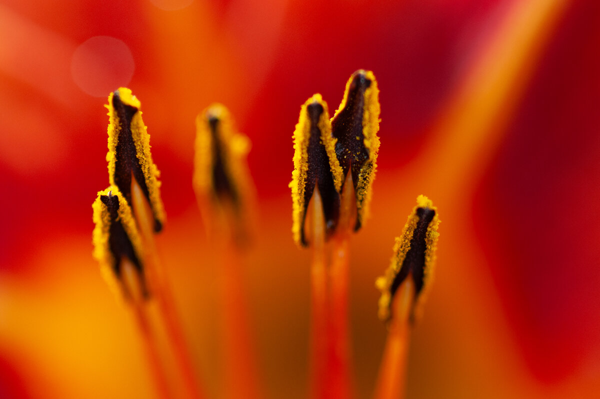 Пестики тычинки - Олег Загорулько