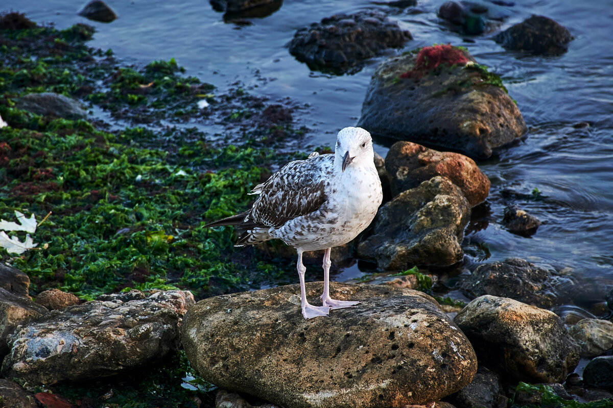 чайка на камне - Эдуард Тищенко