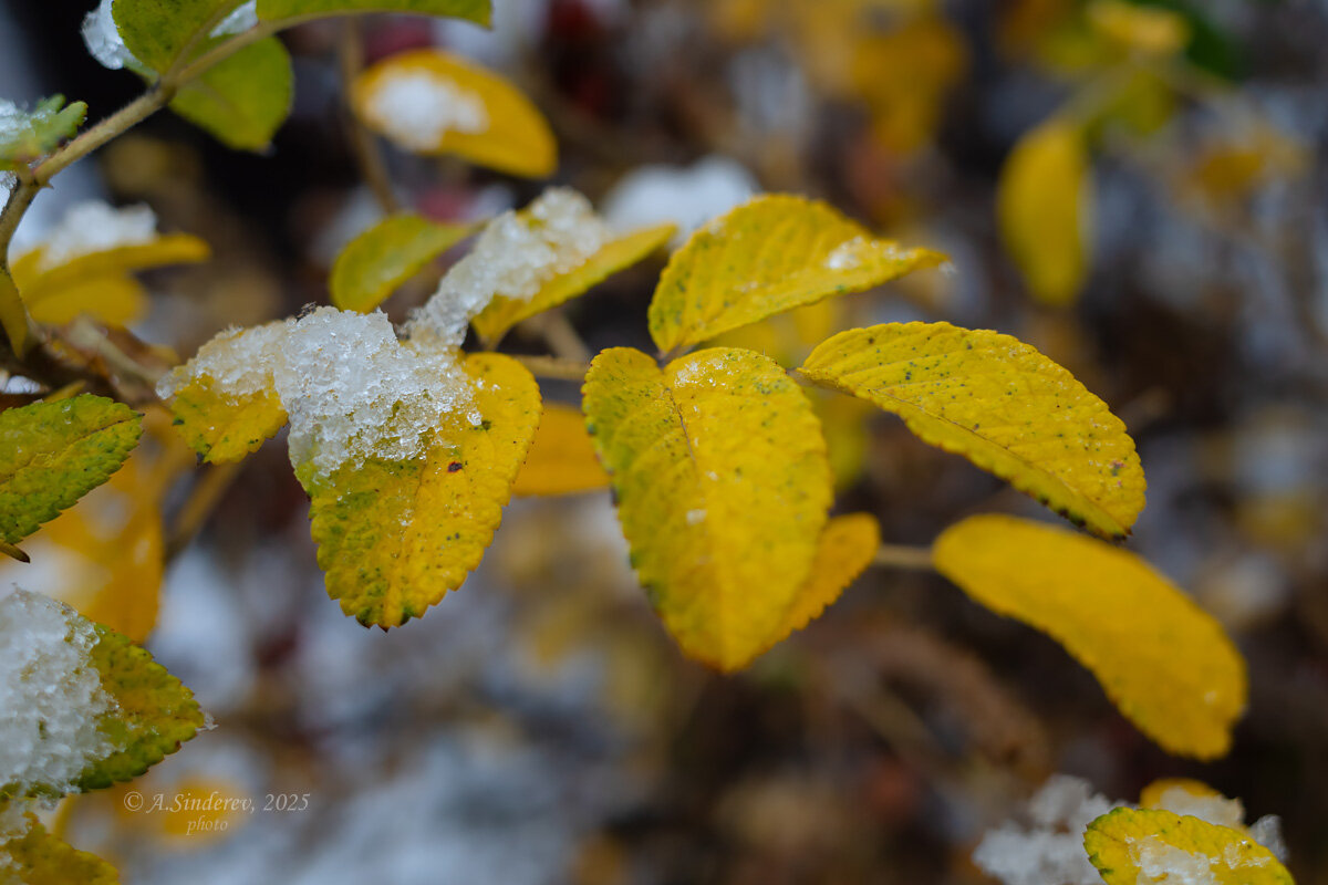 Ветка шиповника с жёлтыми листьями в снегу - Александр Синдерёв