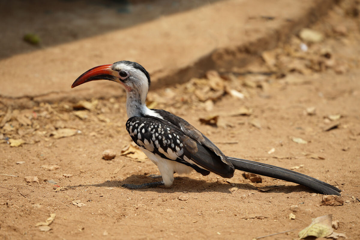 Западноафриканский токо - Liliya 