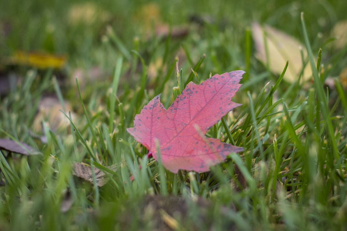 Осень - Тамара Федорова