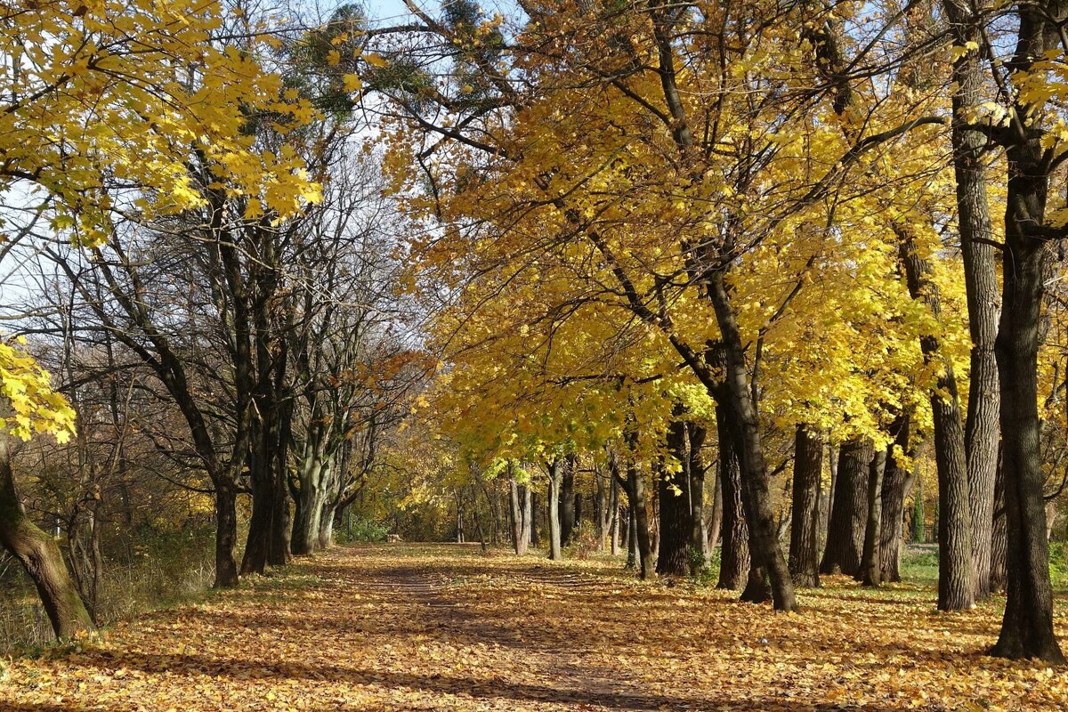 Ноябрьские зарисовки - Рита Симонова