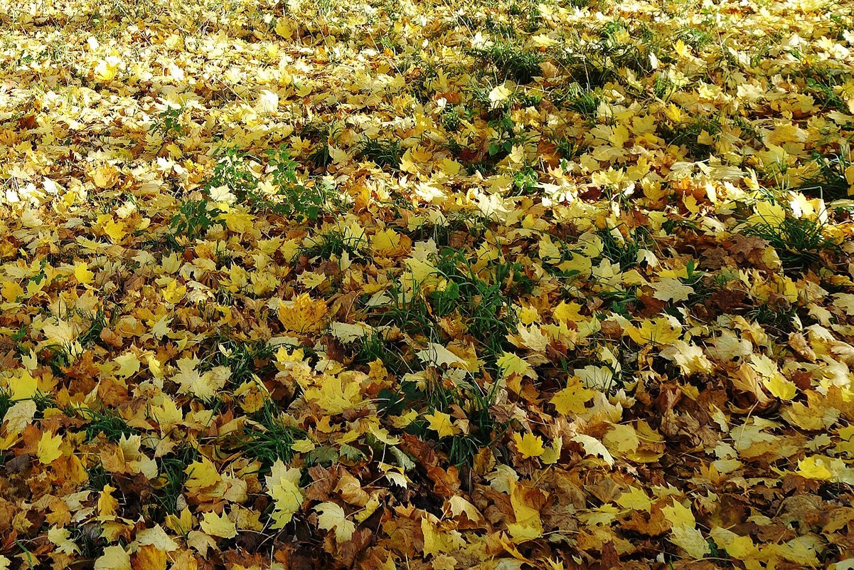 Ноябрьские зарисовки - Рита Симонова