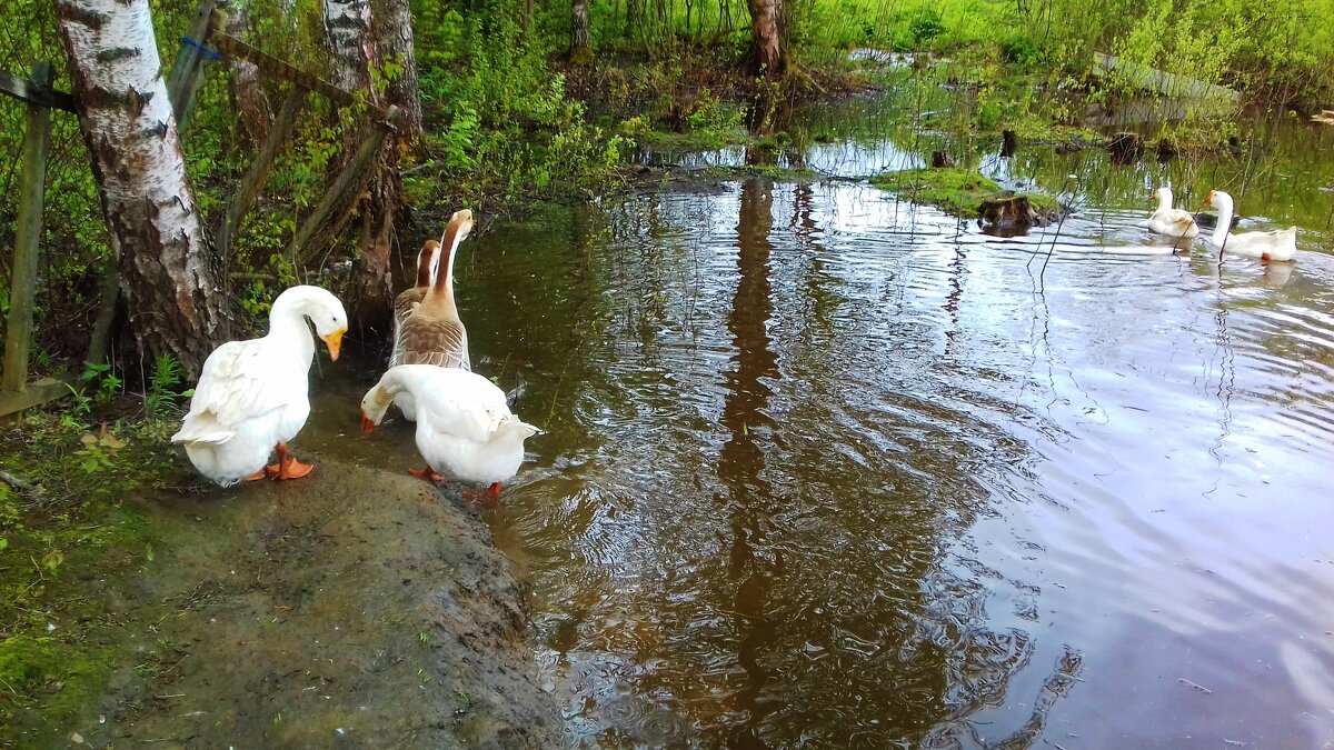 гуси - Владимир 