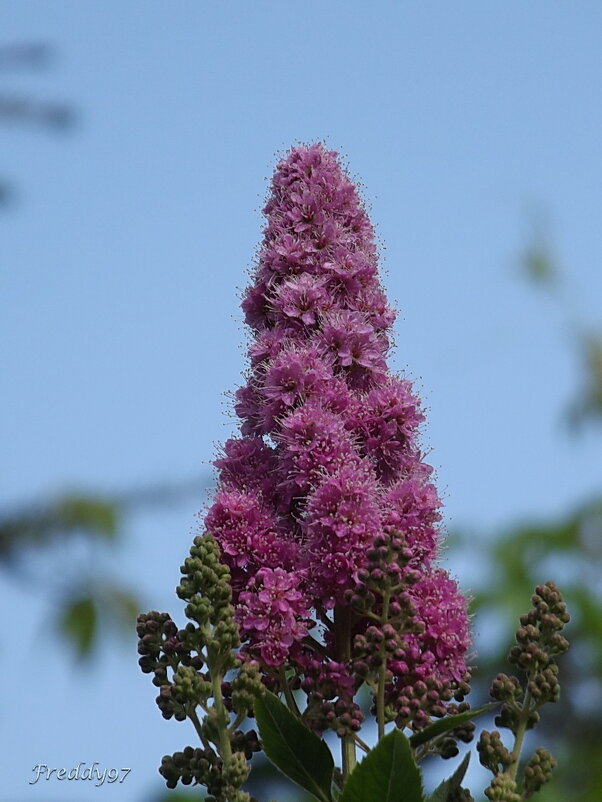 Спирея - Freddy 97