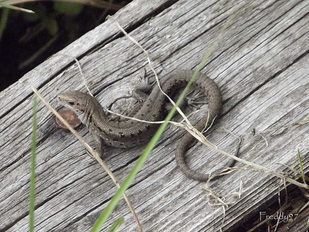 Ящерица - Freddy 97