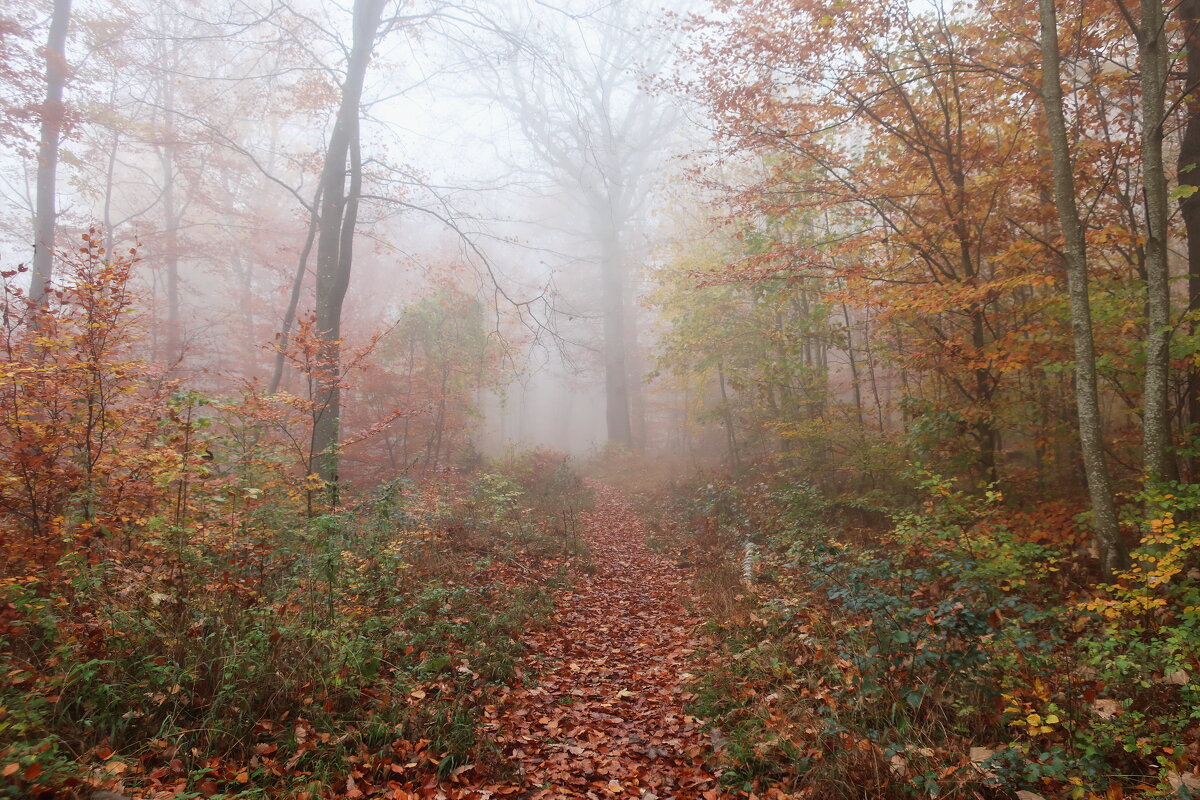 ------------ - igor G.