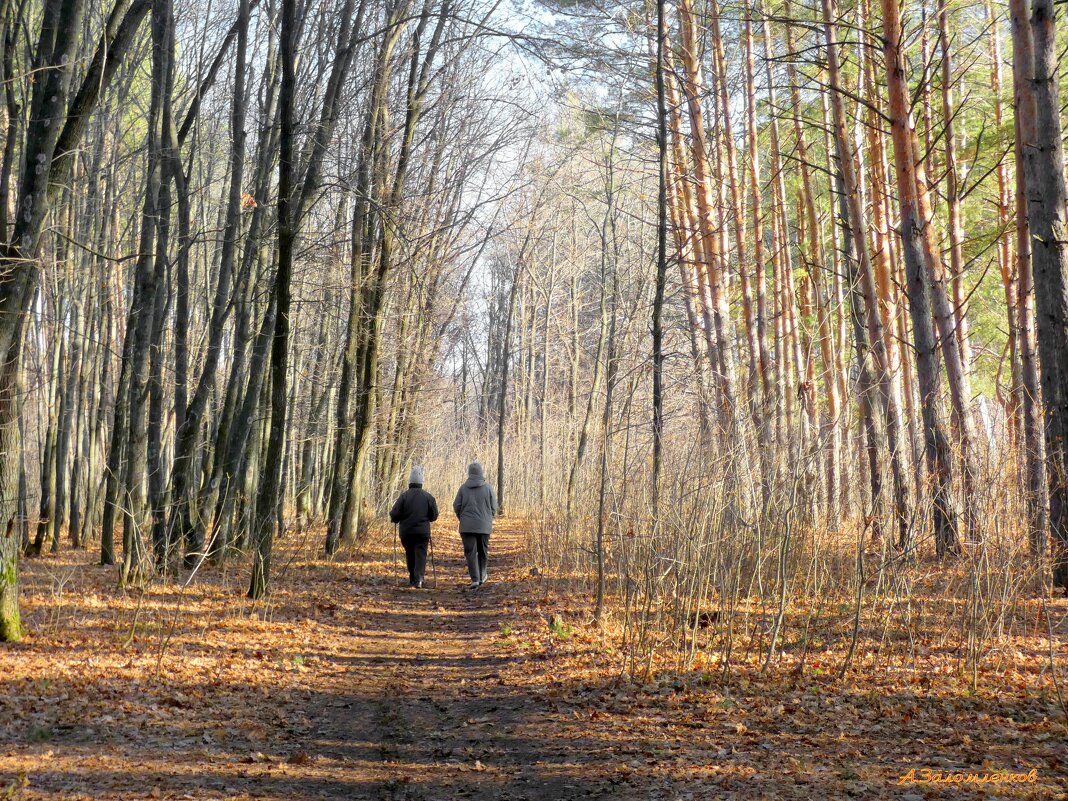 О прогулках в тёплом ноябре... - Андрей Заломленков