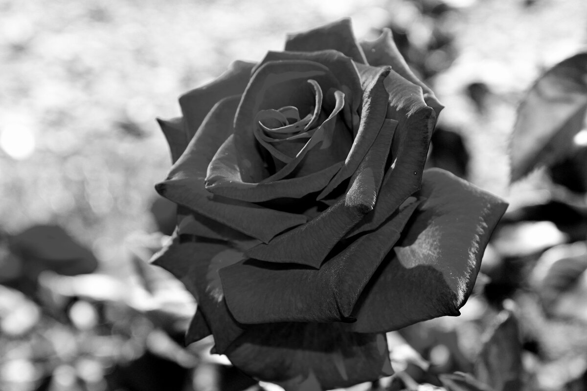 * - Татьяна Лютаева