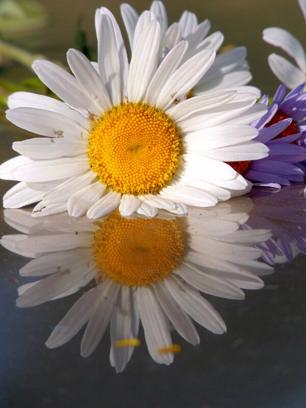 Гляделась в зеркало ромашка. - nadyasilyuk Вознюк