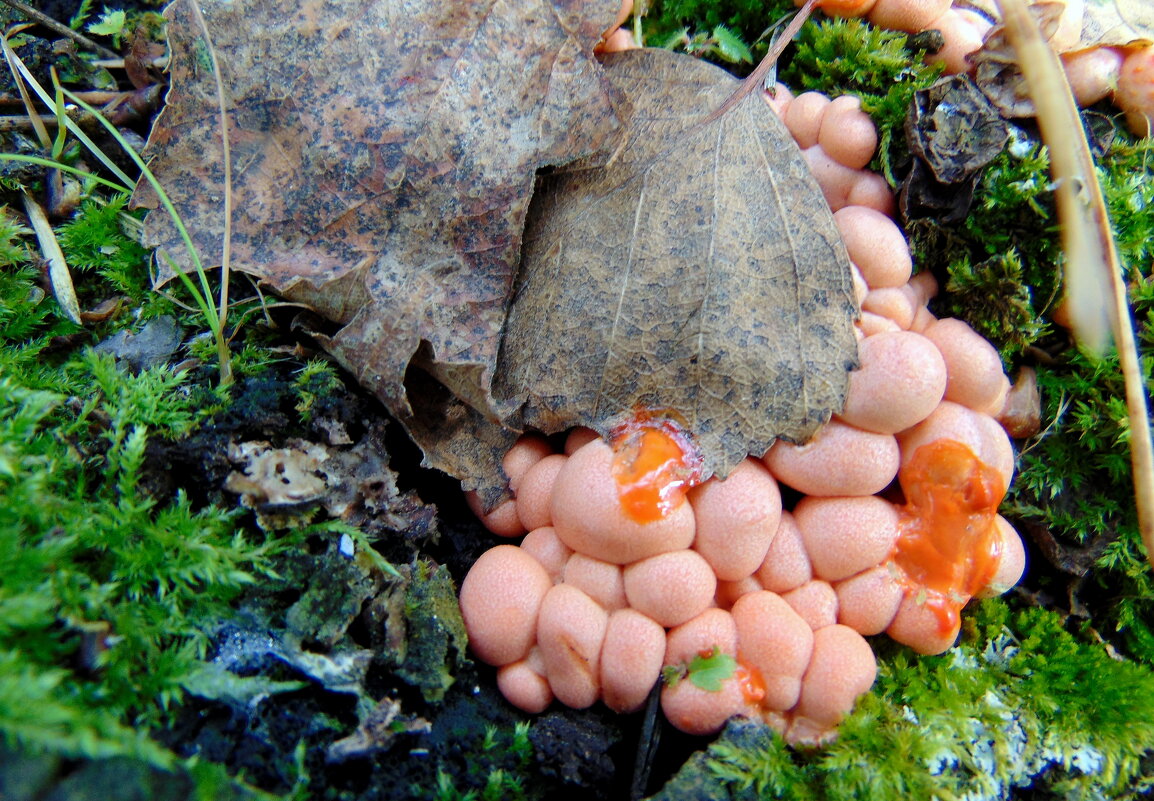 Грибочки. - nadyasilyuk Вознюк