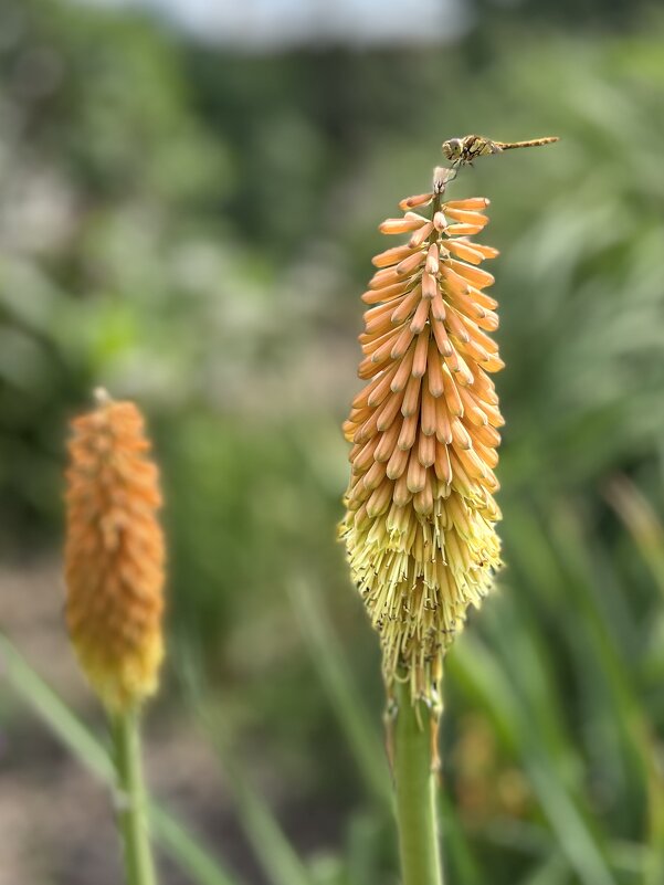 Стрекоза - Марина Панькина