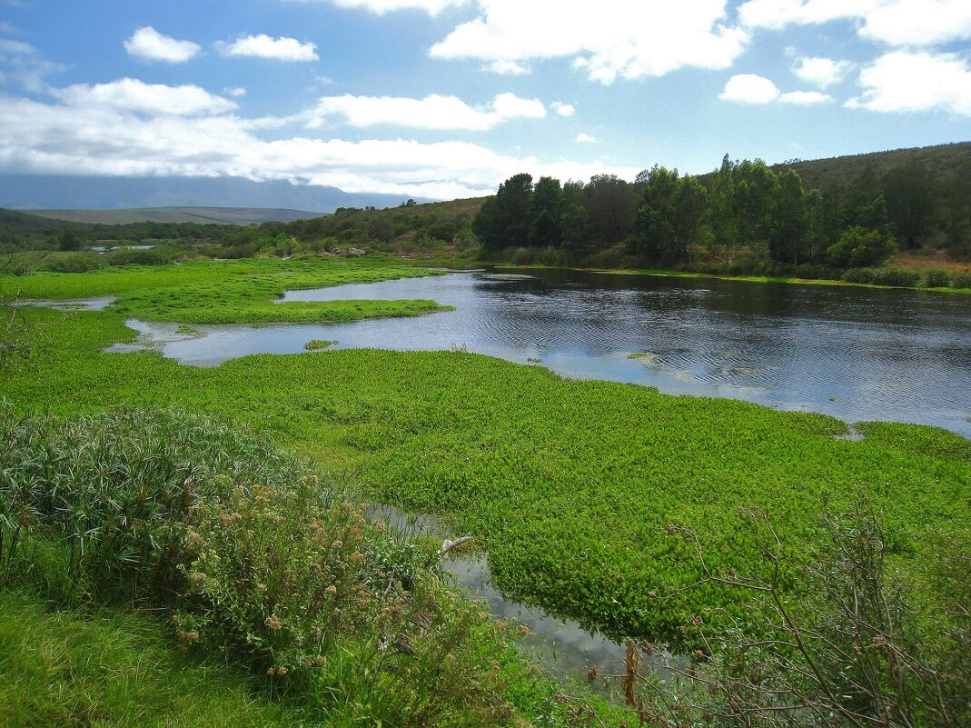 В Национальном парке Бонтебок, ЮАР. - unix (Илья Утропов)