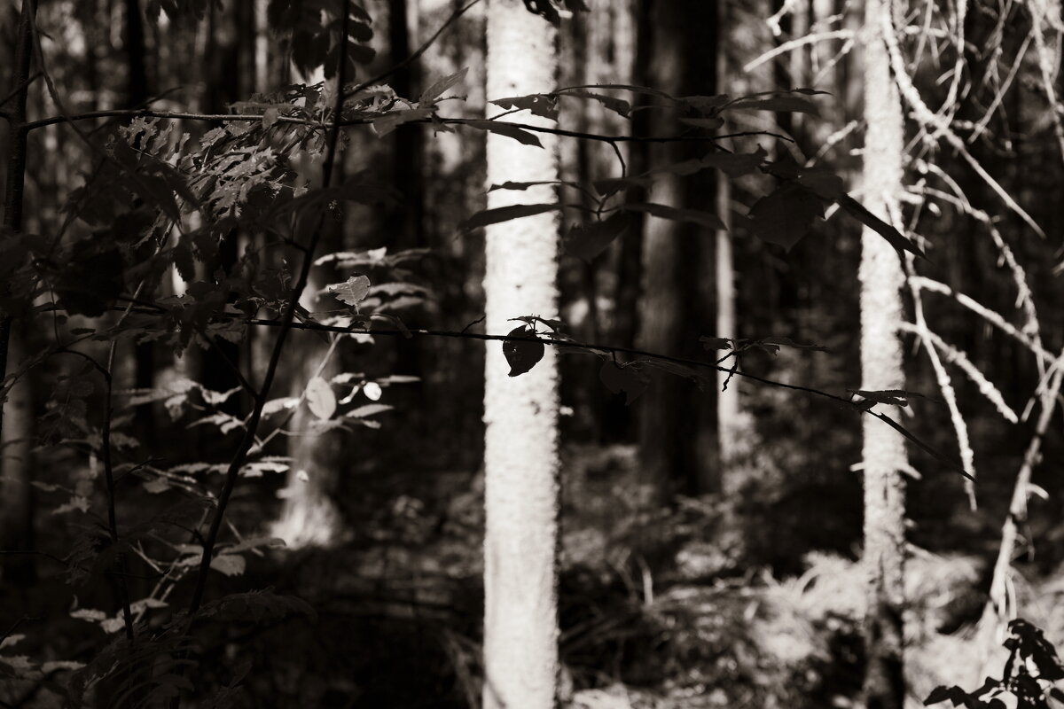 Фотография - Денис Безногов