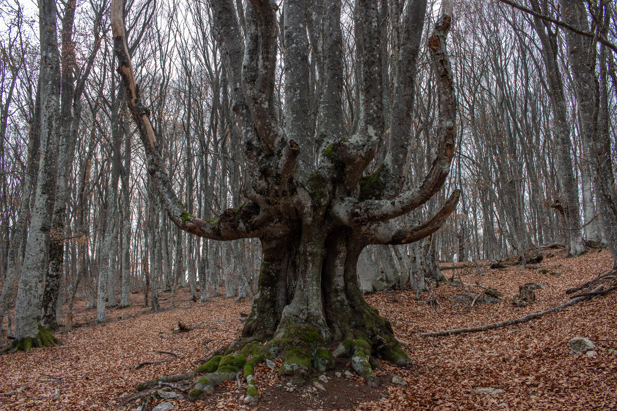 Древо... - Дмитрий А