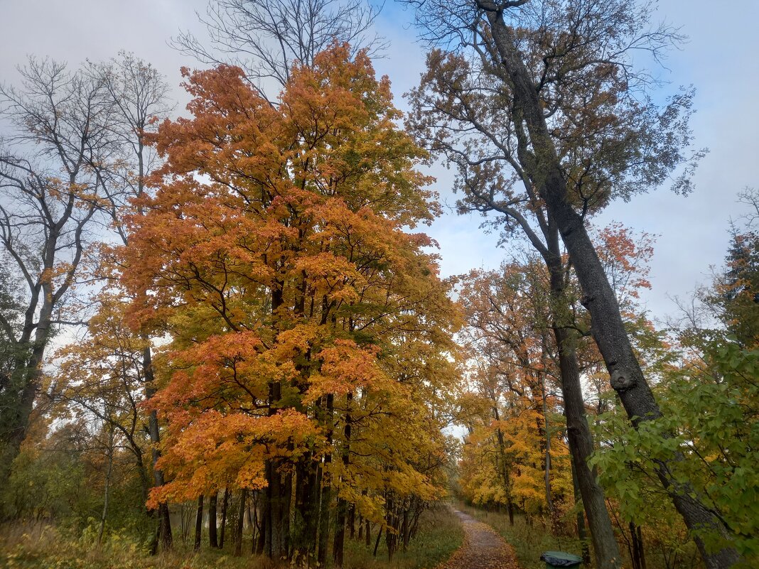 Осень - Сапсан 