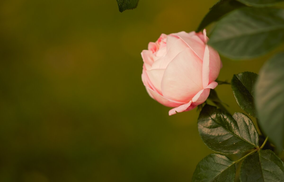 Розовая розочка - Юрий Полторыхин.