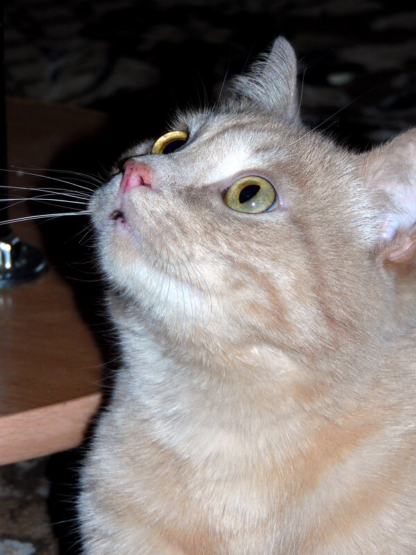 Куда бы мне запрыгнуть ? - nadyasilyuk Вознюк