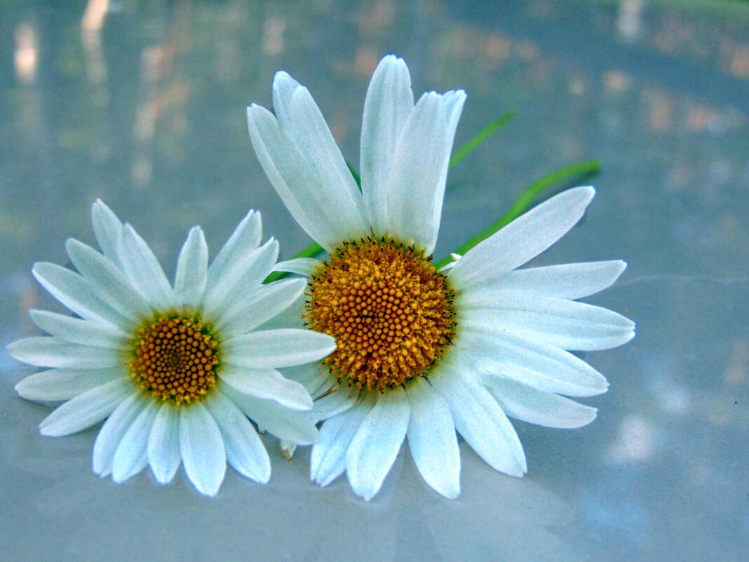 Ромашки. - nadyasilyuk Вознюк