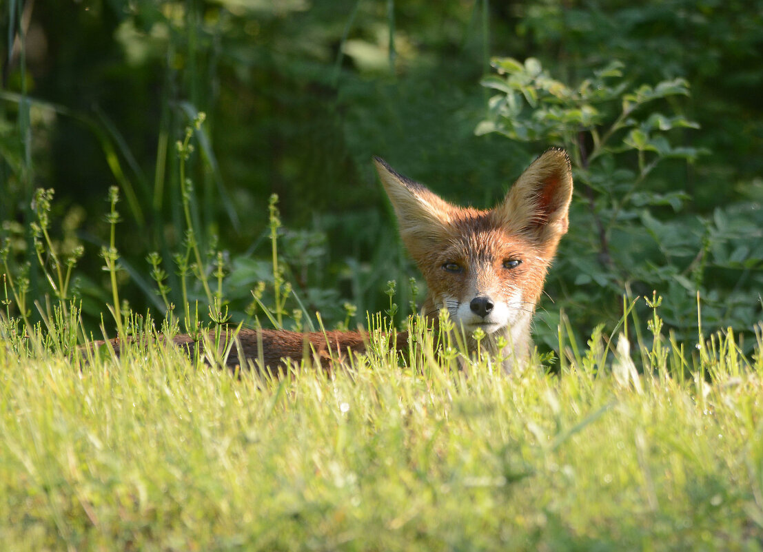 Разведка - Михаил Белоусов