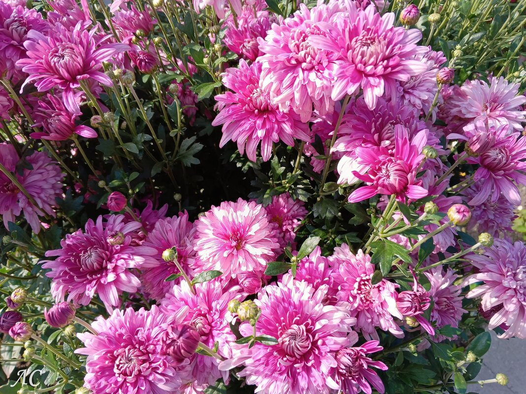 *** - Любовь Сахарова