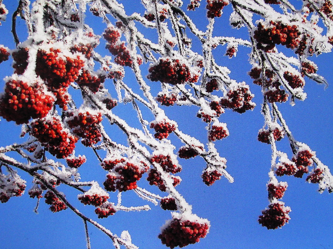 Рябина в снегу - Людмила Смородинская Рябина в снегу - Людмила Смородинская