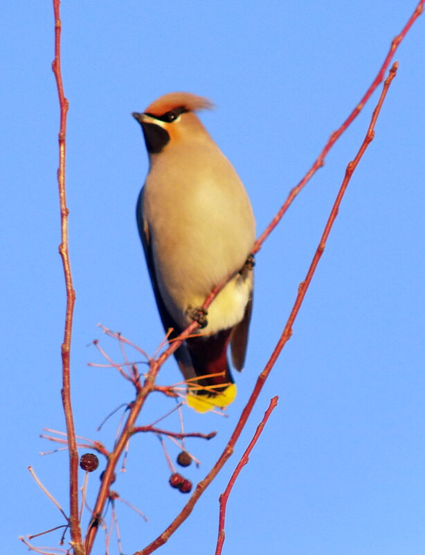Свиристель. - сергей ермошкин