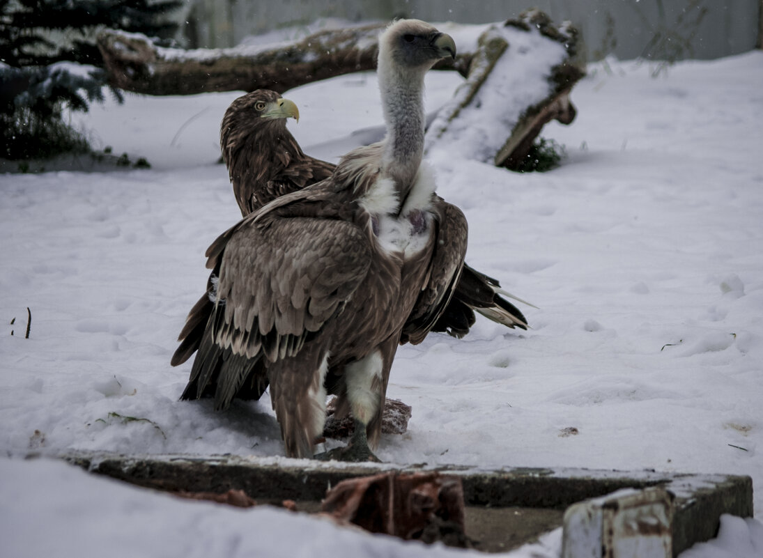 ОСЕНЬ - Первый снег - Владимир Максимов ОСЕНЬ - Первый снег - Владимир Максимов