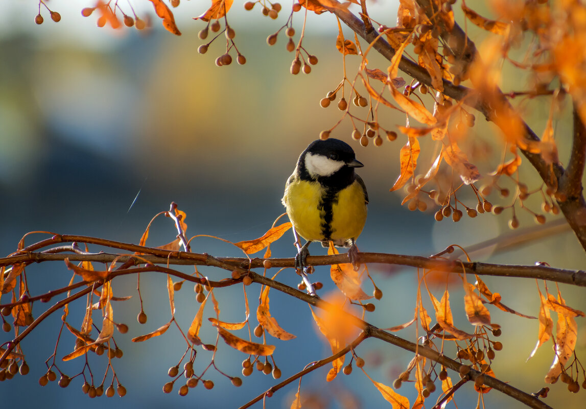 Редкий солнечный день - Наталья Димова
