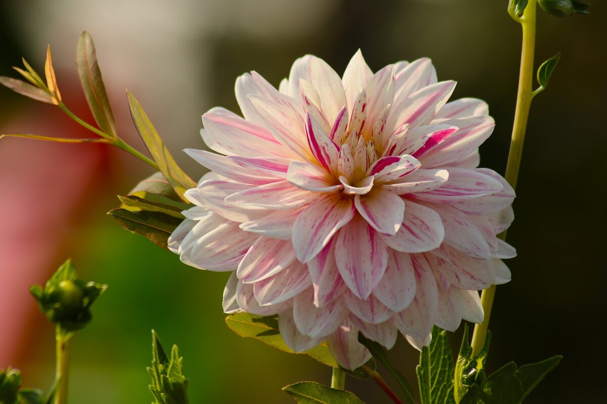 Цветы ушедшего лета - Юрий. Шмаков