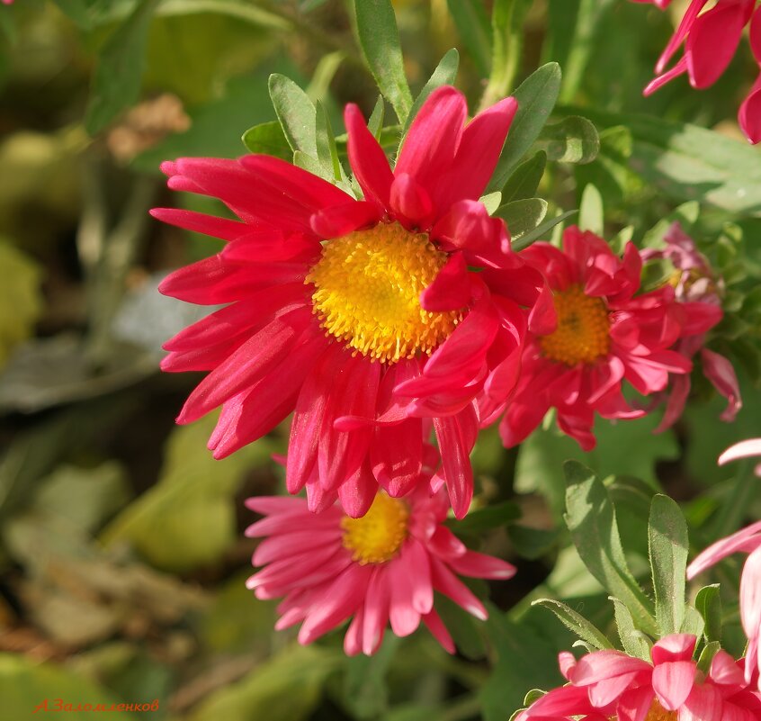 Вспоминая октябрь.. - Андрей Заломленков