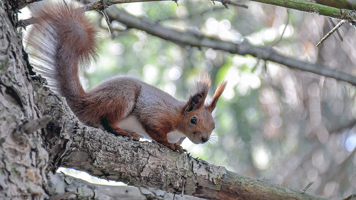 Вся в заботах - Alexandеr P