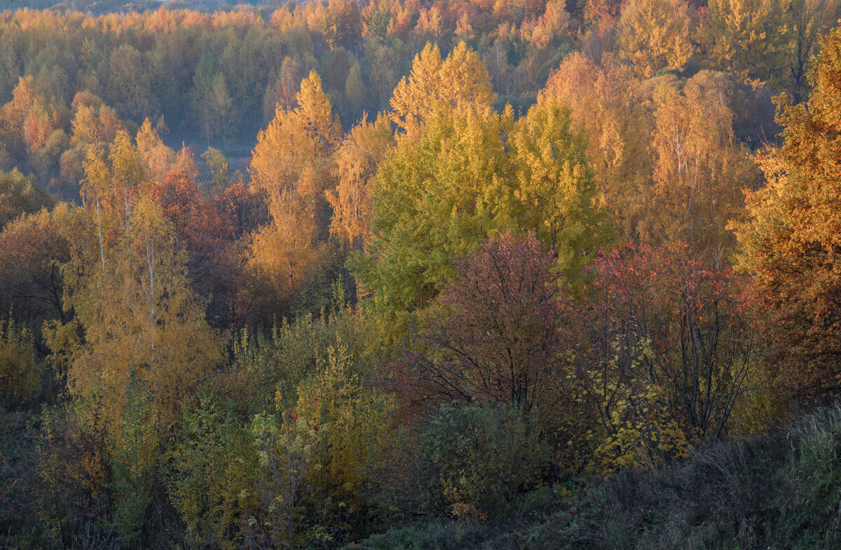Сходненская чаша - Елена 