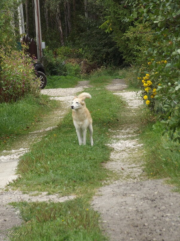 На кого бы полаять? - Freddy 97