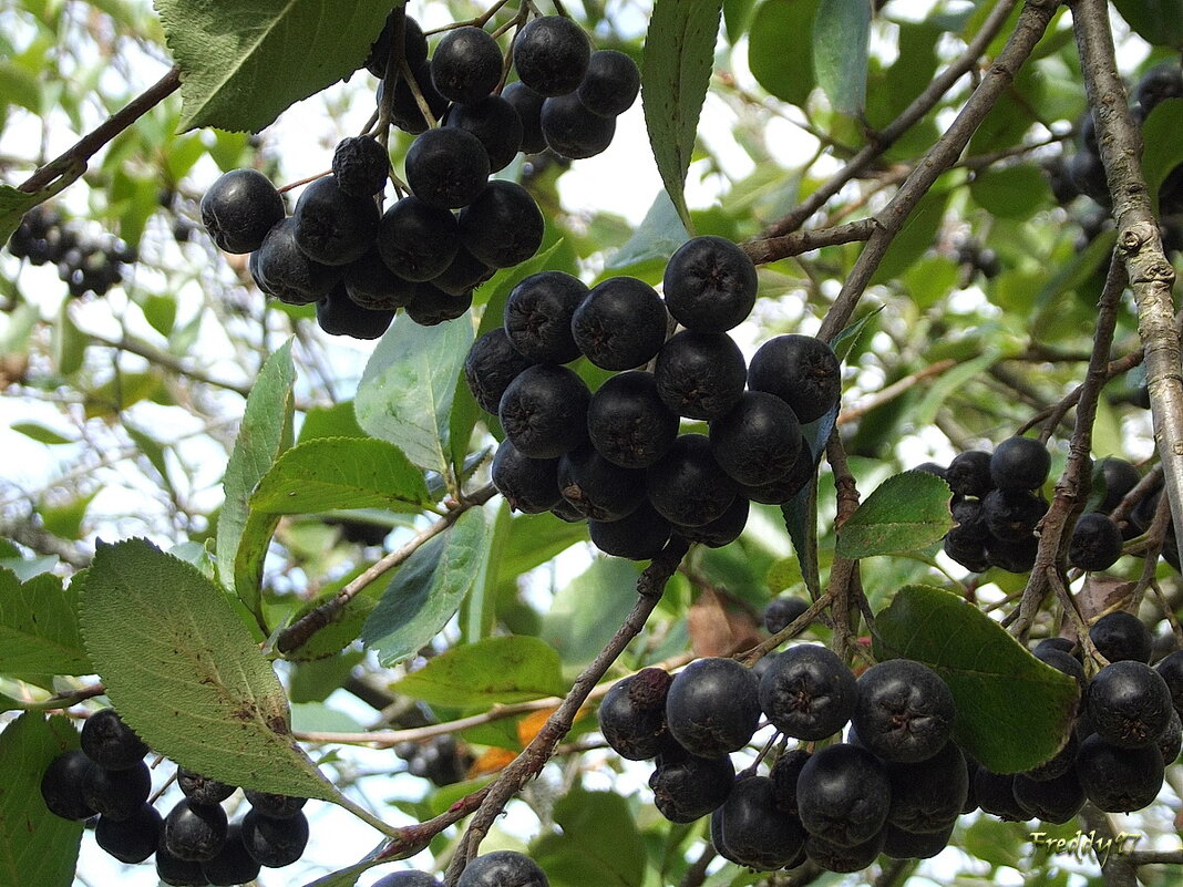 Черноплодка - Freddy 97