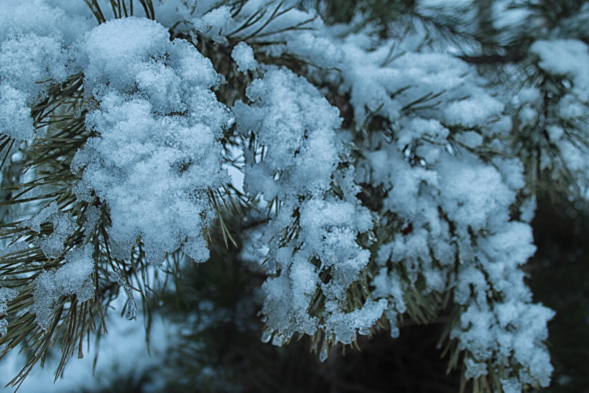 ❄️ - Наталья 