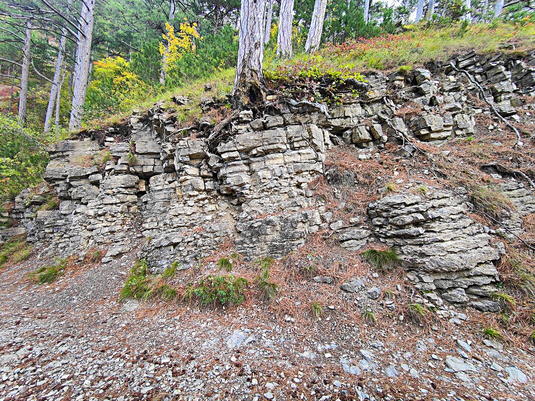 И на камнях растут деревья... - Виктор Мухин