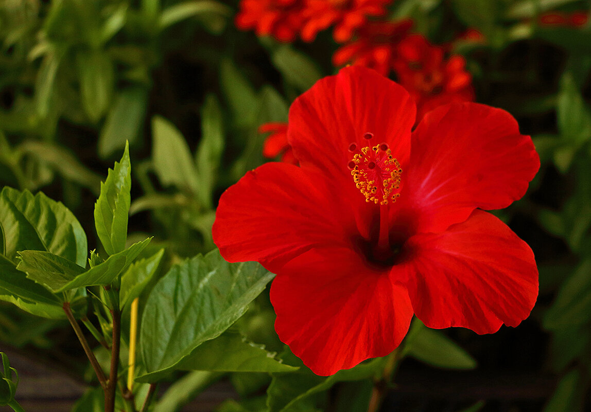 Гибискус анфас - Светлана 