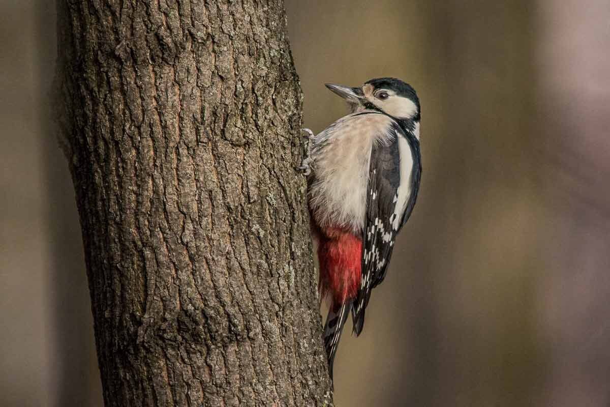 Большой пёстрый дятел. - Nik Lovec