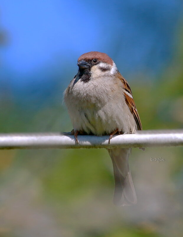 важный такой .... - Andrey Bragin 