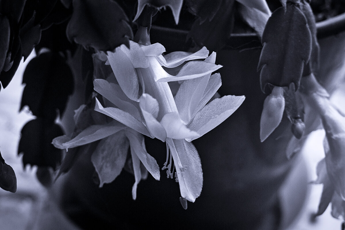 Все оттенки серого - Людмила Фил